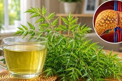Người bị gan nhiễm mỡ uống nước lá đinh lăng có tốt không?