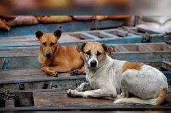 HCDC cảnh báo bệnh dại ở TP.HCM, đã có 5 người không qua khỏi