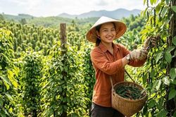 Giá hồ tiêu hôm nay 21.7.2026: Cao nhất 140.500 đồng/kg