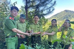 Sơn La:Công an xã Phù Yên phối hợp tái thả cá thể cú mèo quý hiếm về tự nhiên
