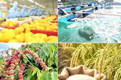 Giảm phát thải: 'Giấy thông hành' cho nông sản xuất khẩu