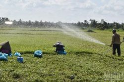 Đồng Tháp khắc phục vườn rau, cây trái sau thiệt hại bất thường