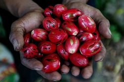 Loại gia vị từng đắt hơn vàng khiến các đế quốc lao vào chiến tranh