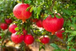 Lựu đỏ Ấn Độ hút khách nhờ mẫu mã đẹp, nay được trồng ở Lâm Đồng