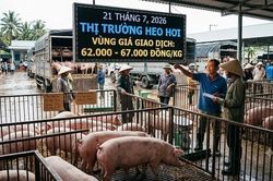 Giá heo hơi hôm nay 20/7: Quay đầu giảm nhẹ tại một số địa phương, vùng giá giao dịch từ 62.000 - 67.000 đồng/kg