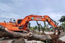 Di dời hàng xà cừ cổ thụ phục vụ dự án đường 70 hơn 3.370 tỷ đồng