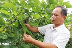 Người trưởng thôn dân tộc Tày ở Lâm Đồng 'nói dân tin, làm dân theo'