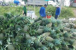Đồng Tháp: Giá dứa tăng gấp đôi, nông dân phấn khởi