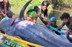 Cần thủ câu được con cá cờ xanh khổng lồ nặng 500kg trên sông