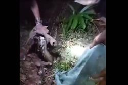 Vợ bị trăn dài 6 mét siết quanh người, chồng và con trai không kịp cứu