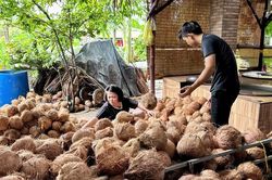 Đồng Tháp: Phát triển vùng dừa VietGAP lấy dầu, mở hướng xuất khẩu bền vững