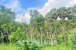 Ngăn chặn tình trạng 'đón gió' dự án chờ bồi thường