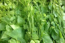 Loại rau dại từng bị nhổ bỏ, nay giá lên tới hàng trăm nghìn đồng/kg