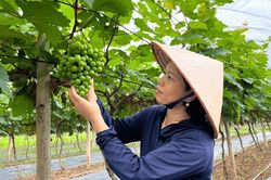 Hà Nội chuyển mình cùng nông nghiệp xanh