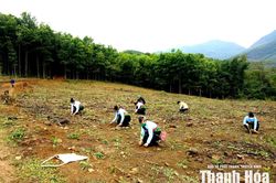 Phát triển kinh tế lâm nghiệp bền vững