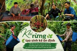 Dưới tán rừng xanh là sinh kế bền vững