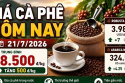 Giá cà phê hôm nay 21/7: Tăng lên 98.500 đồng/kg