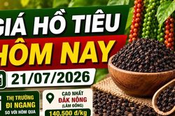 Giá hồ tiêu hôm nay 21/7: Thị trường tiếp tục đi ngang