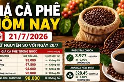 Giá cà phê hôm nay 21/7: Đi ngang ở 98.000 đồng/kg