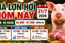 Giá lợn hơi hôm nay 21/7: Miền Nam có nơi tăng nhẹ