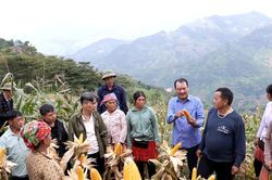 Ngô xuân được mùa trên đất dốc Trạm Tấu