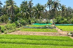 Rau xanh trên đảo Phú Quý