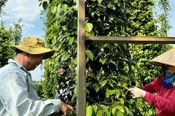 Gi&aacute; ti&ecirc;u h&ocirc;m nay 21/7/2026: Cao nhất 140.500 đồng/kg, sản lượng Kerala giảm hơn 75%