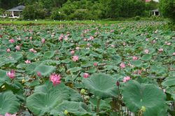 Mở hướng phát triển từ trồng sen lấy hạt