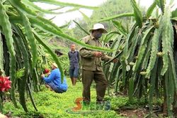 10 năm xây dựng thương hiệu 'Thanh long Sơn La'