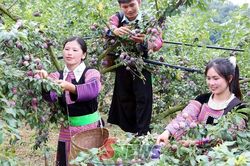 Chuyển dịch từ VietGAP đến nông nghiệp hữu cơ
