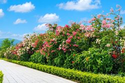 Quang Bình rực rỡ mùa hoa tường vi