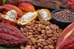 Xuất khẩu ca cao sang Bắc Âu: Doanh nghiệp cần đáp ứng đầy đủ tiêu chuẩn an toàn thực phẩm của châu Âu