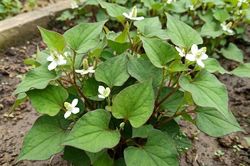 Xác định hàm lượng polyphenol, flavonoid và polysaccharide tổng số trong rau diếp cá (Houttuynia cordata Thunb.)