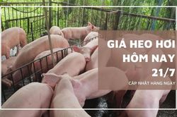 Ngày 21/7: Giá heo hơi tại một số địa phương ở ba miền trên cả nước giảm