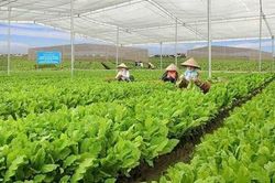 Phúc An Nông cung ứng hạt giống và vật tư nông nghiệp chất lượng, thân thiện với môi trường