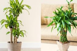Nhà giàu thường trồng 3 loại cây này trong phòng khách: Không chỉ đẹp mà còn chiêu tài, đón vượng khí, hút tài lộc