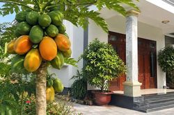 Có nên trồng cây đu đủ trước cửa nhà?