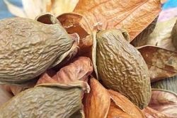 Loại quả xưa chín rụng đầy nay thành đặc sản nổi tiếng giá 350.000 đ/kg, trồng một lần thu hoạch nhiều năm, tốt cho sức khỏe