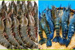 Đi chợ nên mua tôm trắng hay tôm xanh: Loại nào ngọt, chắc thịt, không bị bở?