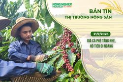 Thị trường nông sản 21/7/2026: Giá cà phê tăng nhẹ, hồ tiêu đi ngang