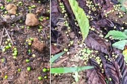 Giảm rụng trái cà phê bằng giải pháp hữu cơ