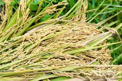 Giá lúa gạo hôm nay 21/7: Gạo nguyên liệu xuất khẩu CL 555 tăng, lúa ổn định