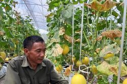 Nông nghiệp Hà Nội giữ đà tăng trưởng, tạo nền tảng cho phát triển bền vững