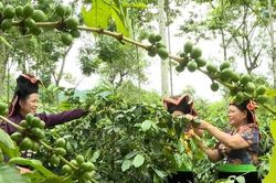 Phát triển nông sản giá trị: Mở rộng dư địa tăng trưởng cho các tỉnh phía Bắc