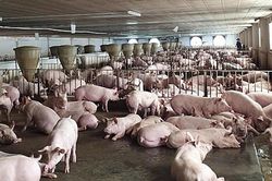 TPHCM đặt mục tiêu chủ động kiểm soát dịch bệnh động vật giai đoạn 2026-2030