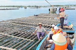 Đẩy nhanh tiến độ bàn giao mặt bằng Dự án khu neo đậu tránh trú bão An Hòa