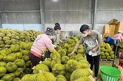 Vì sao sầu riêng giảm giá đồng loạt?