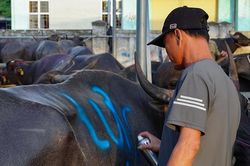Phiên chợ đặc biệt ở Nghệ An, một vệt sơn chốt thương vụ cả chục triệu đồng