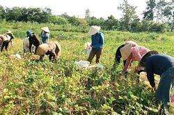 Cha mẹ mải miết tìm con trai mất tích, việc đồng áng được cả thôn thu hoạch giúp