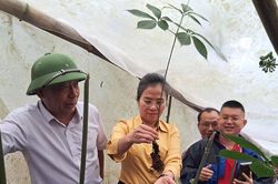 Đồng chí Võ Thị Minh Sinh kiểm tra tình hình phát triển dược liệu dưới tán rừng và kiểm tra công trình trường liên cấp tại xã Na Ngoi